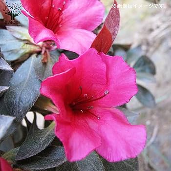 Amazon.co.jp: 赤葉ツツジ カッパーエバー 5号【品種で選べる